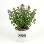 Guruji Plantation Oregano (Italian Herb) Herbal Culinary Aromatic Easy Grow Live Plant for Home Kitchen Garden Pack of 1