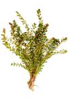 Floratica 12 X Rotala Rotundifolia Live Aquarium Plants Tropical Fish Tank Shrimp Safe Snail Free