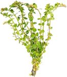 Rotala Rotundifolia Aquatic Plant