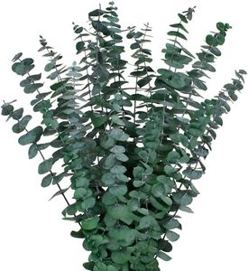 12PCS Dried Eucalyptus Bundle 17'' Real Eucalyptus Stems 100% Natural Fresh Leaves Hanging Plants Greenery Stems for Shower Home Decor Flower Arrangement Wedding