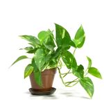 JESAA GREENS Live Hybrid Money Plant in Plastic Pot | Air Purifier & Good Luck | Indoor Plant for Living Room | Home & Office Decor | Set of 1