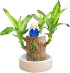 Brazilian Wood Plant, Brazilian Lucky Wood Plant with Pot Hydroponic Potted Plant Stump for Desk Plant Decoration, Brazilian Wood Plants Purifying Indoor Air, Desktop Plant for Indoor Cultivation (A)