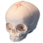 Fetal Skull Model ✮ (Child Skull Anatomical Model) ✮ Premium Quality ✮ Extremely Detailed Anatomical Structures ✮ MYASKRO