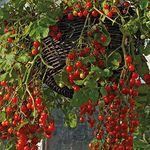 Golden Hills Farm Small Cherry Tomato Seeds 100 seeds