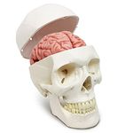 Human Skull and Brain Model, with Sutures Numbered, Life Size, Anatomical Human Head Model W/Brain, Human Skull, for Medical Teaching Learning, Medical Students and Kids Education Display Tool