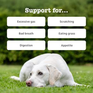 Zesty Paws Probiotics for Dogs – 90 Chews Digestive Supplement