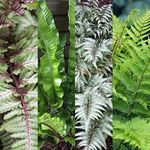 3 x Fern Collection Mix - Hardy Varities and Colours - Athyrium - Asplenium Plants