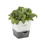 Cole & Mason H105249 Burwell Self-Watering Potted Herb Saver, Windowsill Herb Planter Indoor/Herb Box/Indoor Herb Garden, Single, Suitable for 1 Pot (85 mm), Includes 4 x Pads