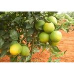 Green Paradise Mosambi Sweet Lemon Plant Live Healthy and Grafted Plant Suitable For Land,pots Or Bonsai