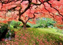 Peter Pauper Press Japanese Maple Tree 1000 Piece Jigsaw Puzzle