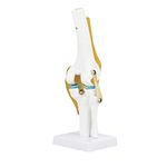 Oumefar Life Size Human Scientific Functional Anatomically Correct Knee Joint Model for Skeleton Anatomy Study Teach with Ligament Model That Can Move