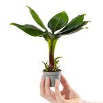 Baby Banana Plant - Musa Acuminata Small Ornamental Indoor Houseplant in 6cm Pot | Mini Plant with Leafy Foliage | for Home and Office | Grow Your Own Baby Plants