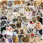 50Pcs Cat 