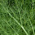 Dill Seeds - 600 Fresh Dill Dukat Herb Seeds – Plant and Grow Your Own Herbs Ideal for Greenhouse, Garden, Polytunnel, Growbags, Large Pots or Containers - Packed in The UK by Meldon Seeds