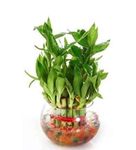 Real Nature 2 Layer lucky Bamboo Plant In Beautiful Glass Bowl With Coloured Jelly Balls