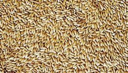 Bird Store Imported Canary Seeds 4kg