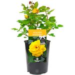 Golden Wedding Rose - 50th Wedding Anniversary - Help Celebrate a Special Couple's Golden Wedding Anniversary with a Unique Living Plant Gift