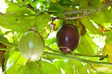 Aiden Gardens Rare Delicious Giant Voilet Honey Passion Fruit - All Season Live Plant 2 Plants