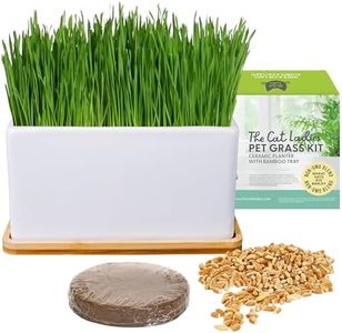 The Cat Ladies Hierba Gatera para Gatos - Kit Hierba para Gatos con Semillas Hierba Gatera para Interiores con 1x Disco de Tierra y 1x Maceta con Bandeja Bambú - Set Hierba Gatos