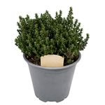 Large Thyme Plant in a 14cm Pot - for Culinary Use - Upright and Bushy Thymus Plant