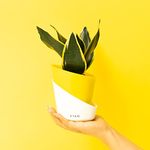 KYARI Sansevieria Golden Hahnii Indoor Plants for Living Room | Live Plants | Plants with Lemon Yellow Self Watering Pot for Home | Air purifier plants | Plants for Home Decor, Garden & bedroom