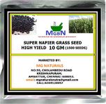 Mgbn The Path For The Healthier Life With Beauty Super Napier Grass Seed High Yield -10 Gm (2500 Seeds)