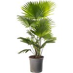 Livistona Fan Palm Large Indoor Tropical House Plant Real Evergreen Tall Plants (50-60cm Incl. Pot)