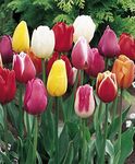 Triumph Tulip Bulbs - 100 Mixed - Create A Stunning Spring Bulb Display - Millthorpe Plant Centre