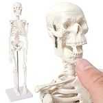 Mini Human Skeleton Model for Anato