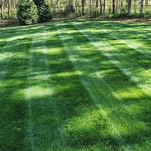 Outsidepride Midnight Kentucky Bluegrass Seed - 50 Lbs. Cold & Drought Tolerant, Sun-Loving Lawn Grass Seed, w/High Traffic Tolerance & Deep Root System, OptiGrowth Coated for Better Establishment