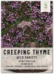 Seed Needs 20,000 Wild Creeping Thyme Seeds for Planting - Heirloom & Open Pollinated - Attractive Flowering Groundcover for Rock Gardens & Butterfly Gardens (1 Pack)