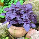 Seeds Basil Purple Leaf Indoor Vegetable for Planting Giant Organic Non GMO 30 Seeds