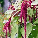 Welldales 100 UK Red Amaranthus Seeds for Planting Growing Large Leaf Amaranth for Dishes