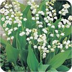 Lily of The Valley Jumbo Planting Pips x 10 by Growtanical®