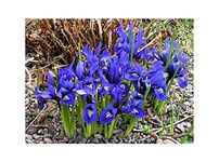 GARTHWAITE NURSERIES® : - UK Stockist. 20 Miniature Iris Reticulata Bulbs. Dwarf Blue Ideal for Rockeries, Pots & Borders. Hardy Spring Garden Perennial