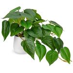 Hollyone Artificial Plants in Ceramic Pots, Fake Jade Pothos Decorative Faux Potted Plants, Realistic House Plant Indoor for Home Décor, Bathroom, Living Room, Kitchen, Shelf, Office Decorations