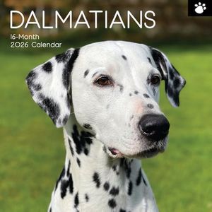 The Gifted Stationary 2026 Square Wall Calendar, Dalmatians, 16-Month Paw Prints Theme Hanging Calendar with 180 Reminder Stickers, Month Planner for Home, or Creative Spaces, 12x12 In