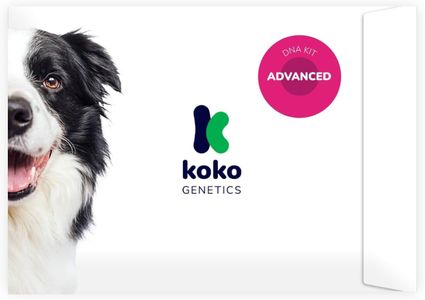 Koko Genetics Dog DNA Test – Breed Identification & Health Screening