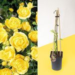 1 Fragrant Outdoor Climbing Rose Bush in Pot Flower Garden Plant Shrub - Yellow