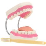 Myaskro® ✮ Dental Teaching Model ✮ 6 Times Enlarged With Soft Tongue And Flexible Metal Hinge