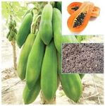 Papaya Red Lady Fruit-F1 Taiwan Hybrid Seeds Plant (2g)