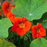 Outsidepride 200 Seeds Annual Nasturtium Orange Cimbing Vine Flower Seeds for Planting