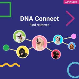 Koko Genetics Dog DNA Test – Breed Identification & Health Screening