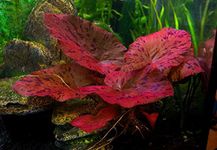 Red Aquarium Plants