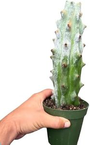 Ghost White Boobie Cactus Live Plant – Rare White Succulent Cactus Cutting – Fully Rooted Indoor & Outdoor Decorative Houseplant – Unique Gift for Home, Office & Garden Decor (Heat Pack Included)