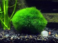 Aquatic Arts 2 Giant Marimo Moss Balls (1.5-2.5 inches, 8-15 Years Old!) - Over 5X AS Large AS Nano MARIMO! - Great for Fish, Shrimp, and Snails! by Aquatic Arts