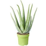 Medicinal Aloe Vera Therapeutic Indoor Office Plant in Pot