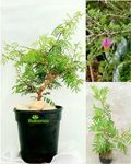 Rukonza Shami Plant/Vanni Maram (Banni Mara) - Jammi Good Luck Plant with Plastic Pot | Sacred Indoor & Outdoor Tree for Prosperity | Easy Care, Air-Purifying Plant