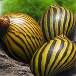 CWP Premium Quality Zebra Nerite Snail (Neritina Natalensis) 2cm - Freshwater Aquarium Algae Eater and Cleaner (1 Zebra Snail)