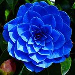 Oiholo Camellia Flower Plant blue color Camellia October Magic White Shi Shi Flower Live Tree Height 2-2.5 Feet Flower After One Year Rare flower Plant For Home Garden